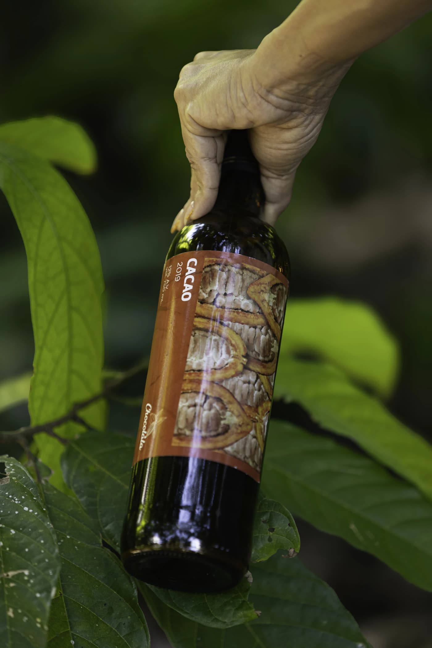 Vino de Cacao 2
