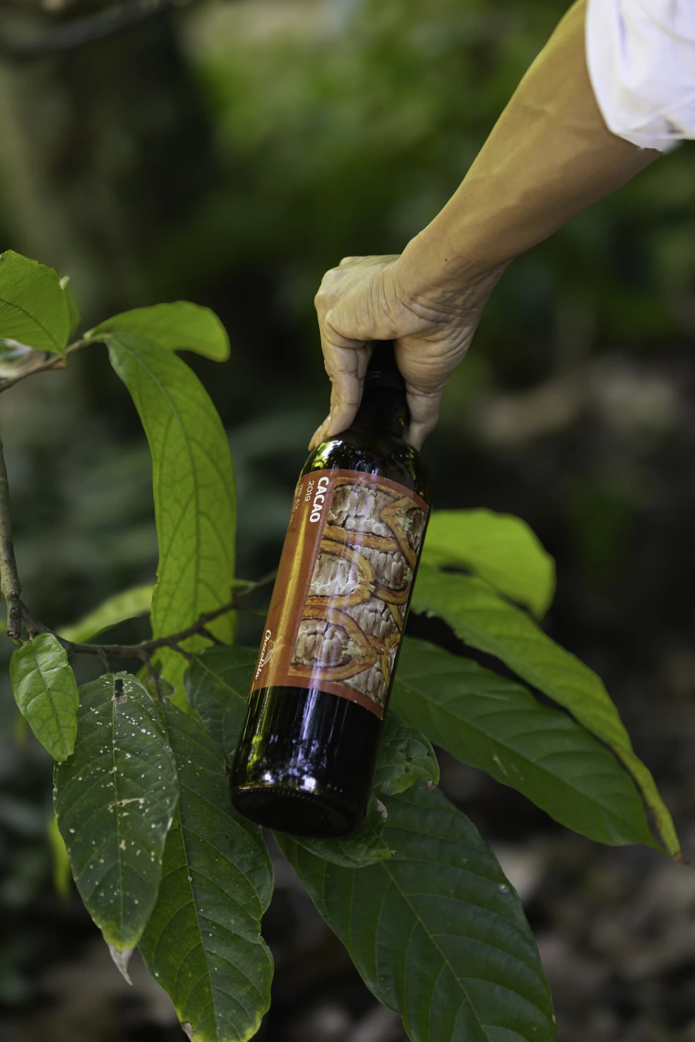 Vino de Cacao 3