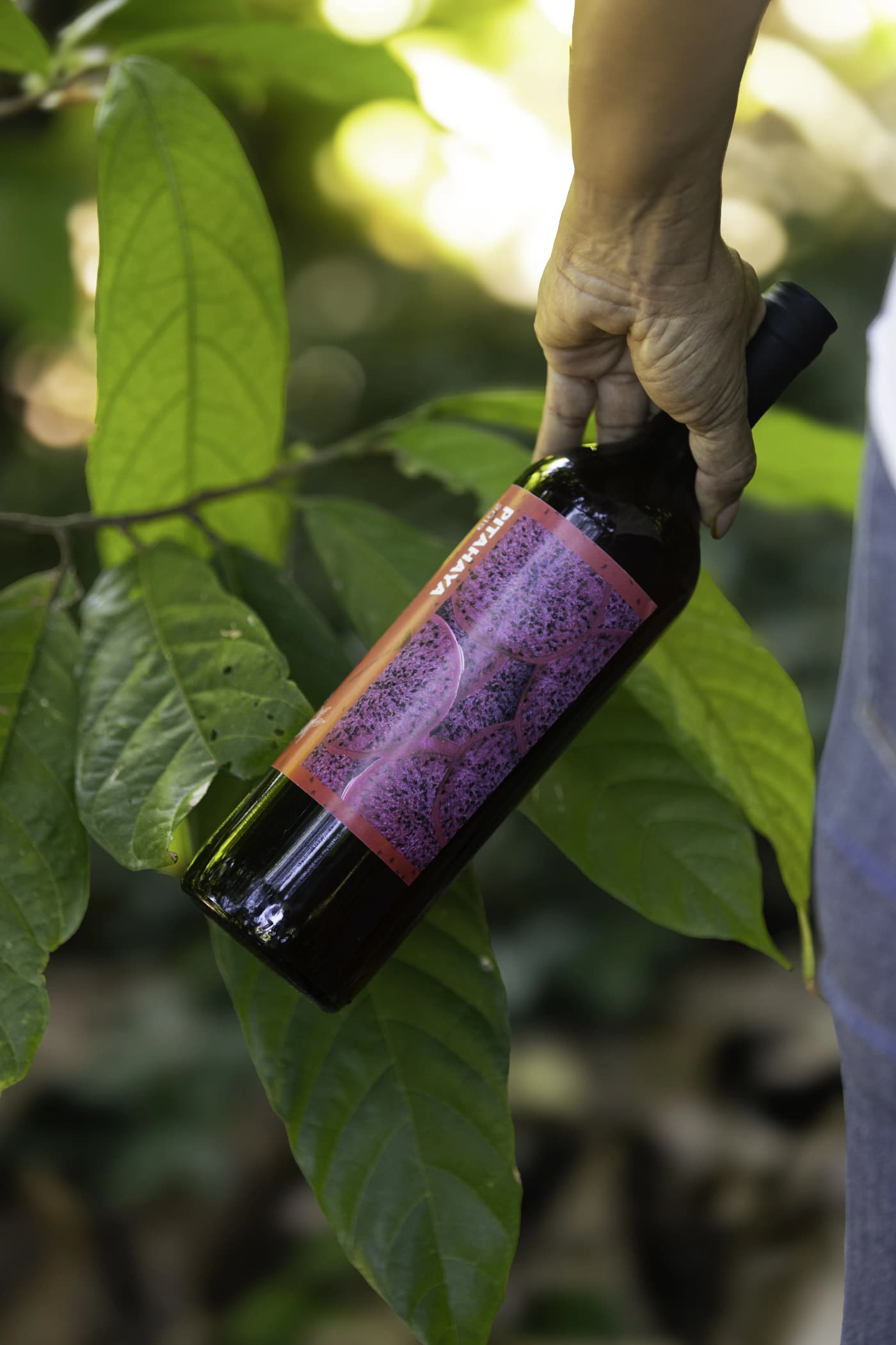 Vino de Pitahaya 1